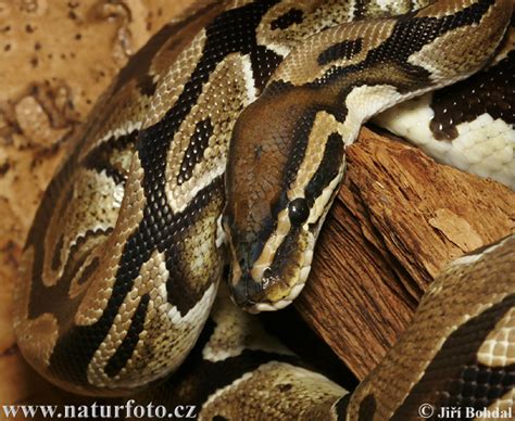 Toradh íomhá ar Mail Ball Python