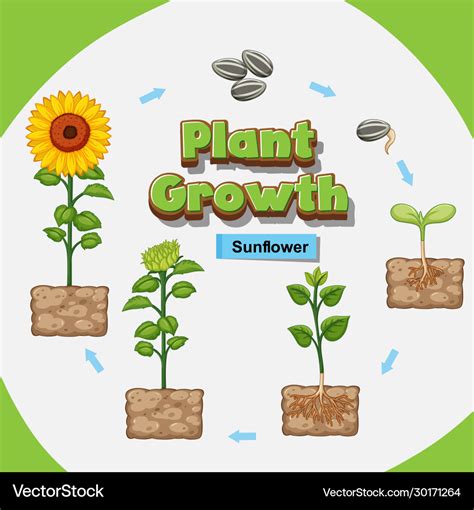 Image result for How Seeds Grow