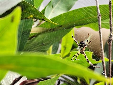 Desert Wheel Spider に対する画像結果