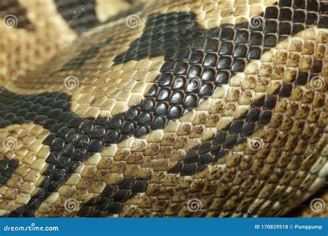 Image result for Ball Python Skin