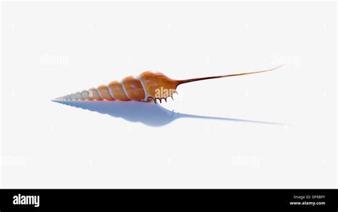 نتيجة الصورة لـ Shell Crazy Shape