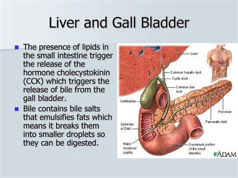 Image result for Human Ingesting Information