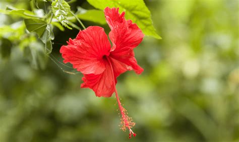 Toradh íomhá ar How to Care for Hibiscus
