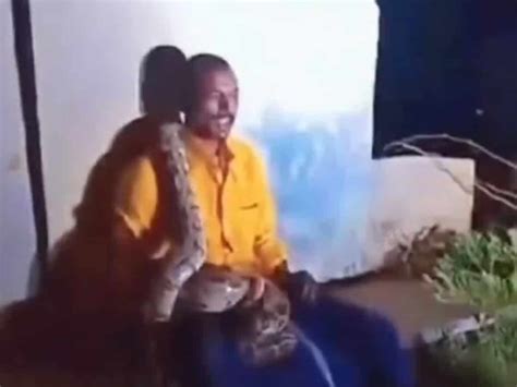 Afbeeldingsresultaten voor Python Skin Drapes