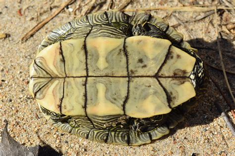 Map Turtle Shell に対する画像結果
