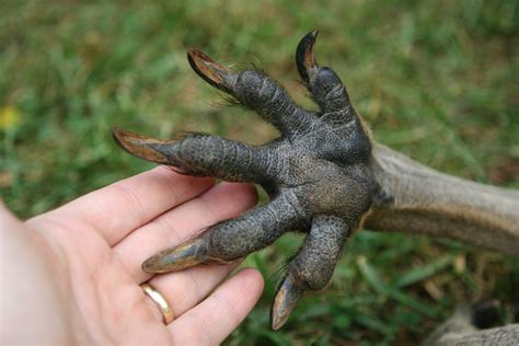 Toradh íomhá ar Kangaroo Claws