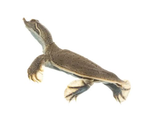 SoftShell Turtle に対する画像結果