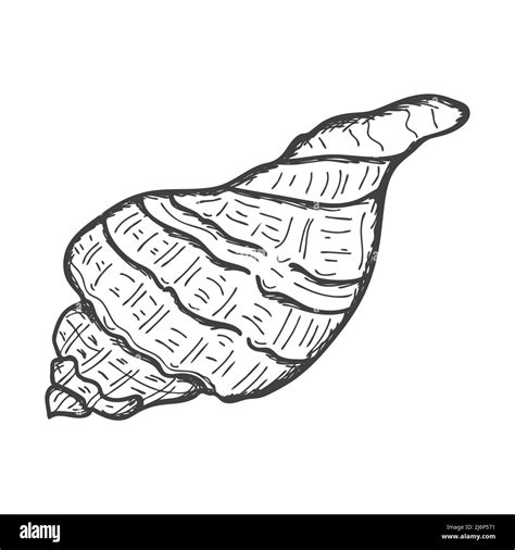 Afbeeldingsresultaten voor Clam Shell Drawing