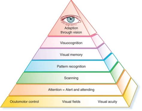 Afbeeldingsresultaten voor Model of Visual Processing