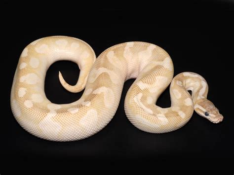 Toradh íomhá ar Mojave Crystal Ball Python