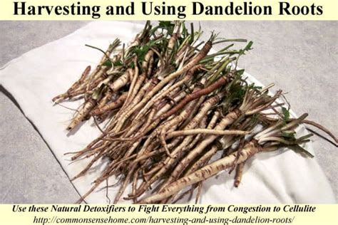 Image result for How to Process Dandelion Root