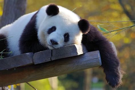 Image result for Panda Information