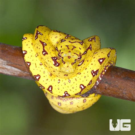 Image result for Rainbow Green Tree Python