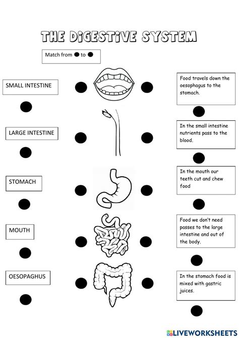 Toradh íomhá ar Life Process Worksheet Digestive System