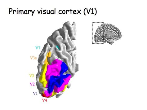 Image result for Primary Visual Cortex Layers