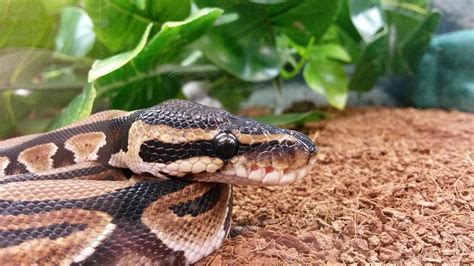 Image result for Baby Ball Python with Attitude