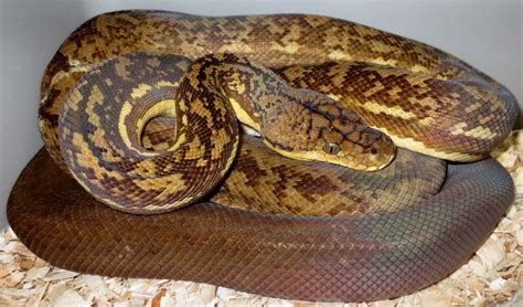 Timor Python Retic માટે ઇમેજ પરિણામ
