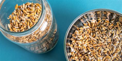 Image result for How to Use Mushroom Spawn