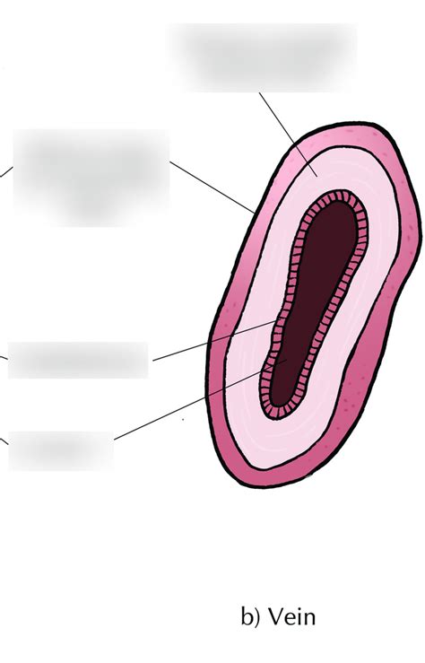 Image result for Best Method to Find a Vein for LabDraw