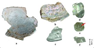 Image result for Fossil Pearl