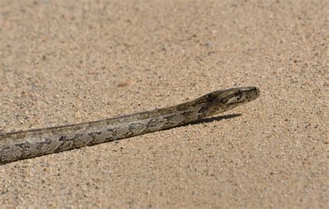 Afbeeldingsresultaten voor Python Strate Body