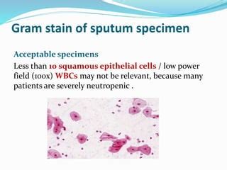 Sputum Sample Processing に対する画像結果