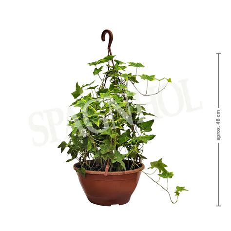 Toradh íomhá ar C21 Backgrounds