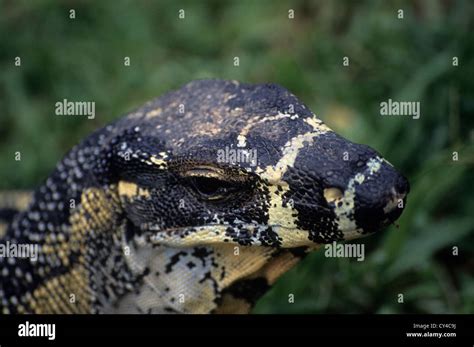 Image result for Australian Monitor Lizard