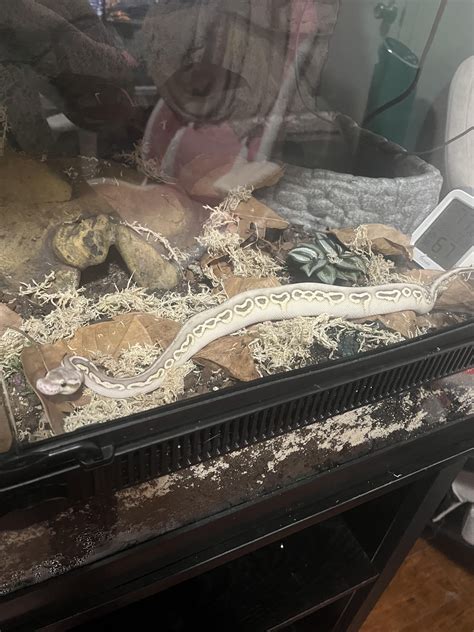 Image result for Ball Python Hatchling Side