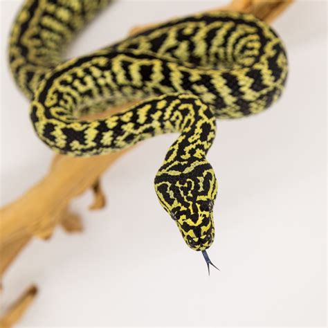 Image result for Jungle Carpet Python Craft Printable