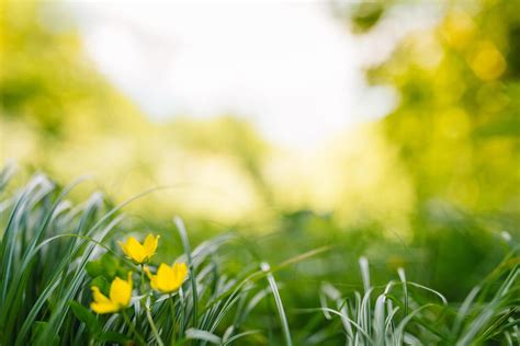 Image result for Spring Wallpaper Simple