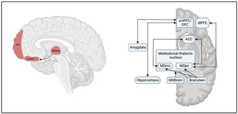 Toradh íomhá ar Functions of the Prefrontal Cortex