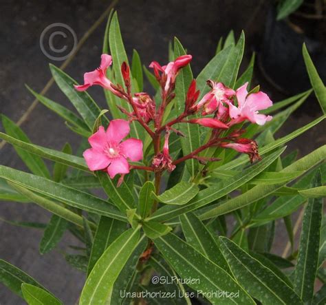 Image result for Oleander Poison