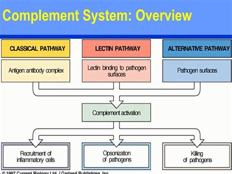 Image result for What Is the Complement System