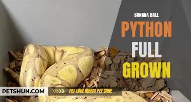 Full-Grown BLL Python కోసం చిత్ర ఫలితం