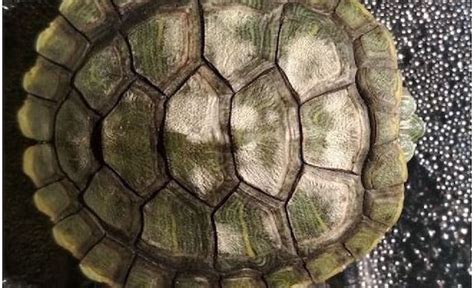 Image result for Turtle Shell Rot Bottom