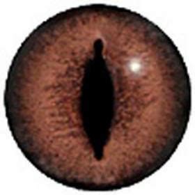 Toradh íomhá ar Burmese Python Eyes