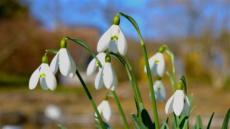 Résultat d’images pour Snowdrop Spring Flowers
