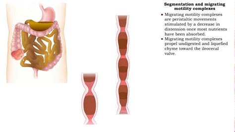 Image result for Segmentation Digestive System