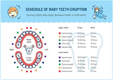 Image result for Teeth Development Chart