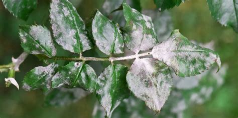 Powdery Mildew Crape Myrtle に対する画像結果