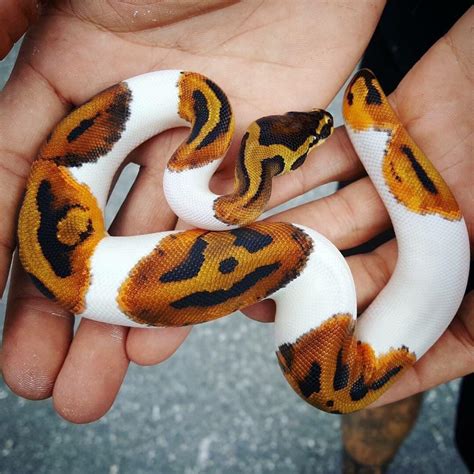 Image result for Pumpkin Pie Ball Python
