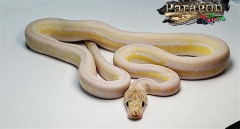 Ultra Ivory Reticulated Python に対する画像結果