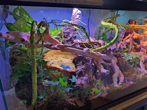 Image result for Tree Frog Tank