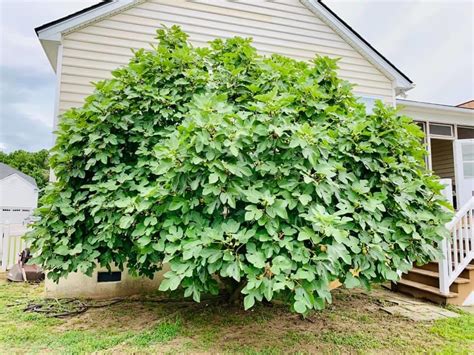 Toradh íomhá ar Golden Fig Tree Full-Grown