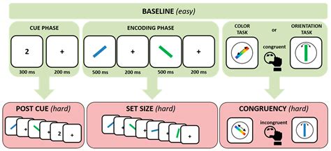 Image result for Working Memory Capacity IPS