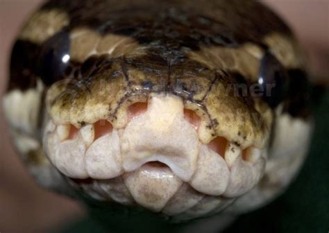 Toradh íomhá ar Snake Ball Python Face