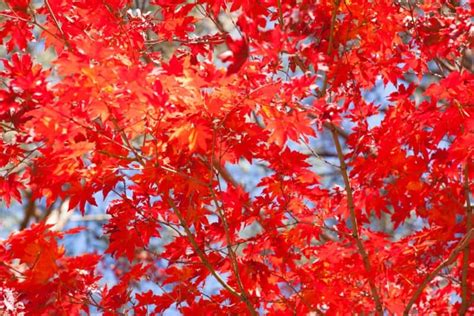 Image result for Red Maple Tree Types