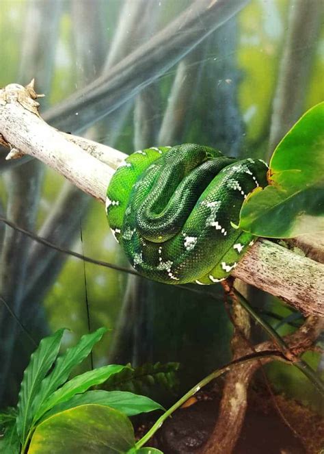 Image result for Emerald Tree Boa Habitat