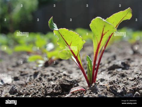 Beetroot Planting に対する画像結果